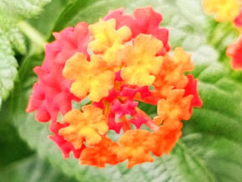 Image for twitter card